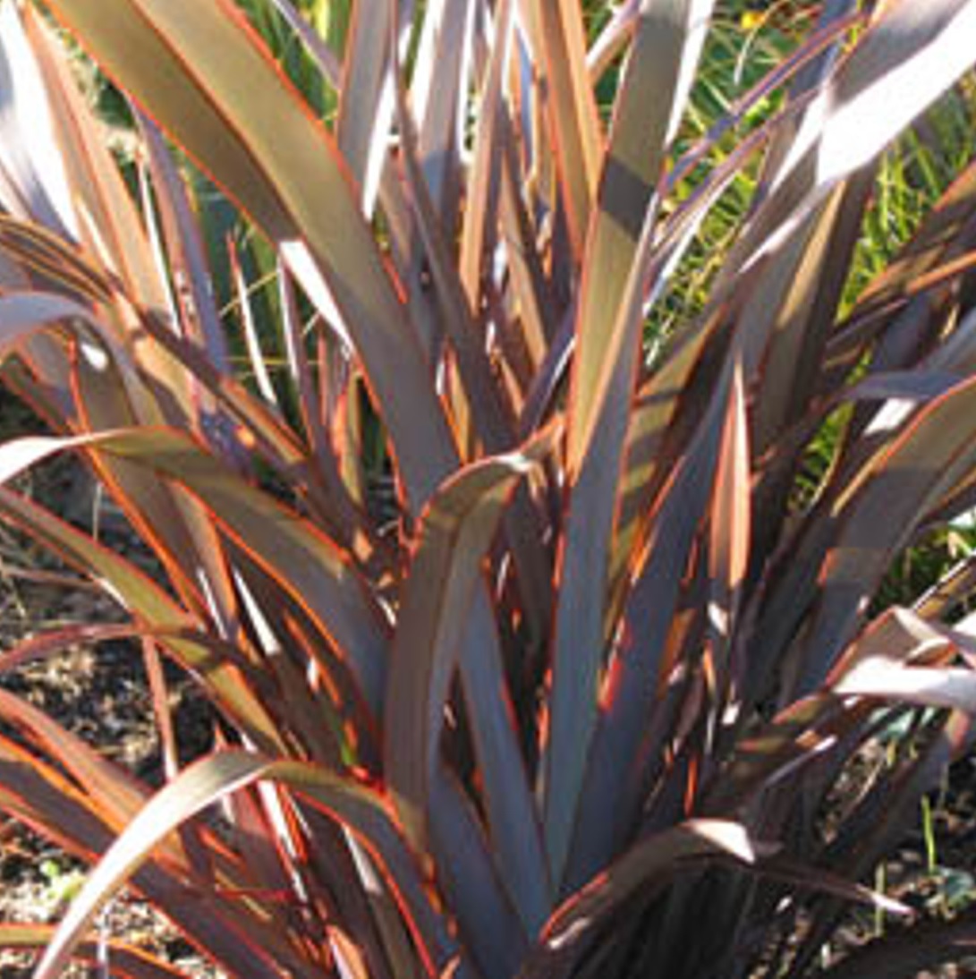 Phormium tenax 'Special Red'