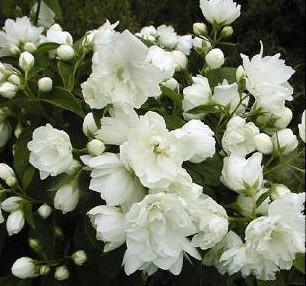 Philadelphus 'Virginal' Philadelphus 'Virginal'