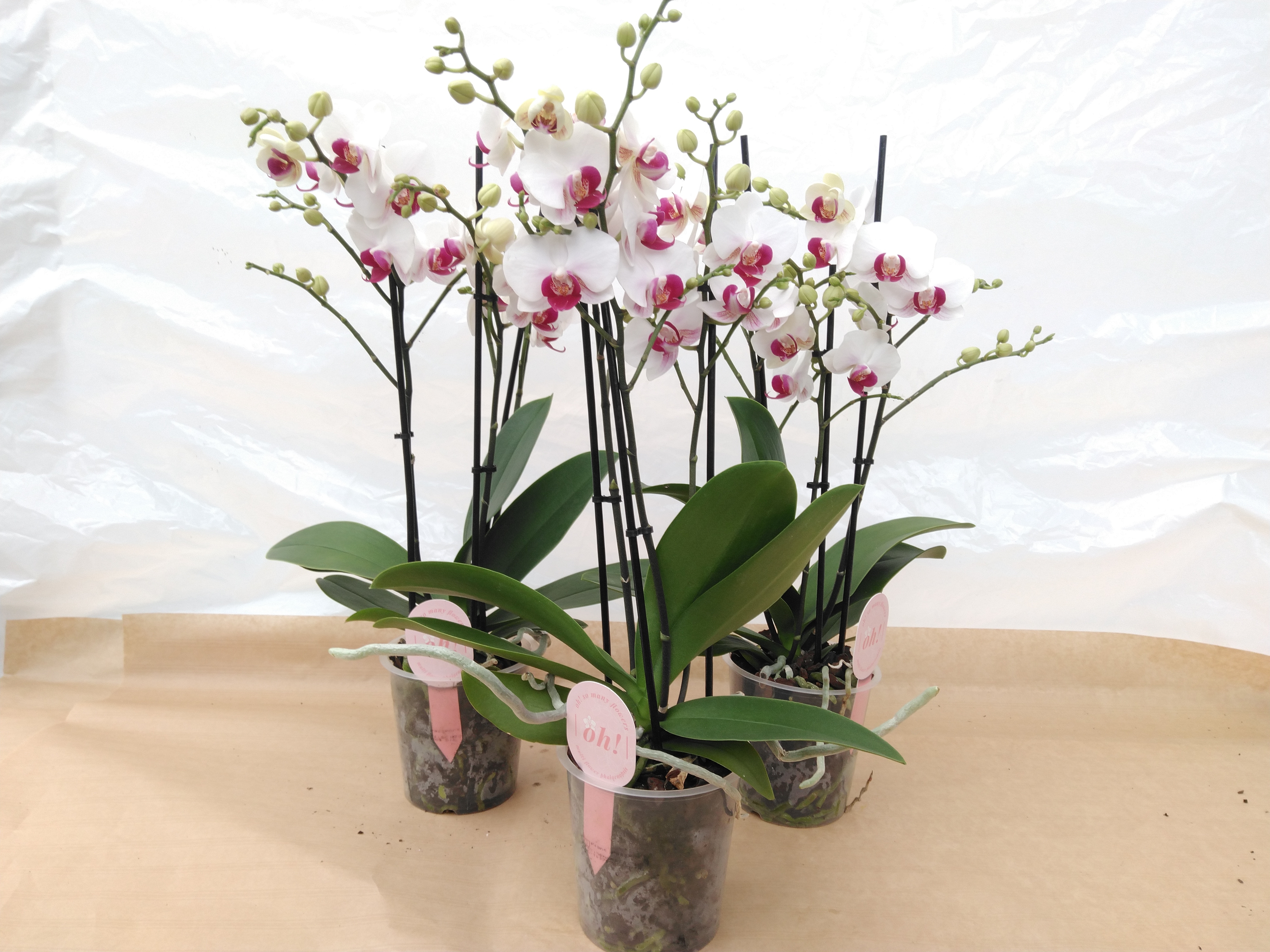 Phalaenopsis multi. 'White Safe Haven'  3-tak