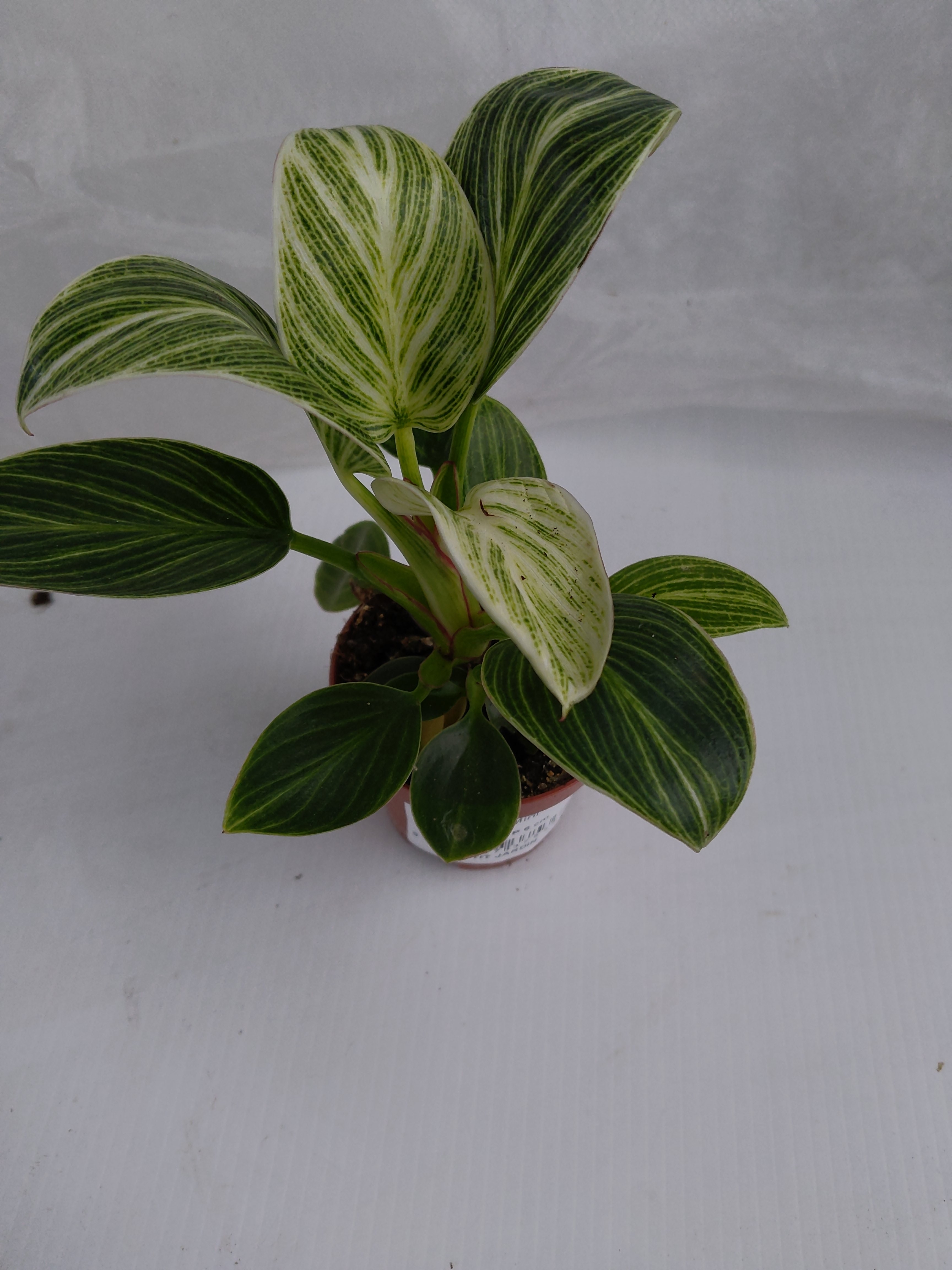 Philodendron 'White Veins'