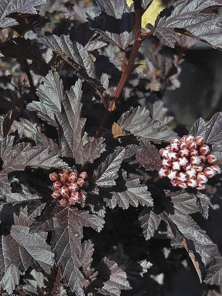 Physocarpus opulifolia 'All Black' ®