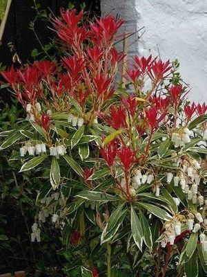 Pieris 'Flaming Silver'