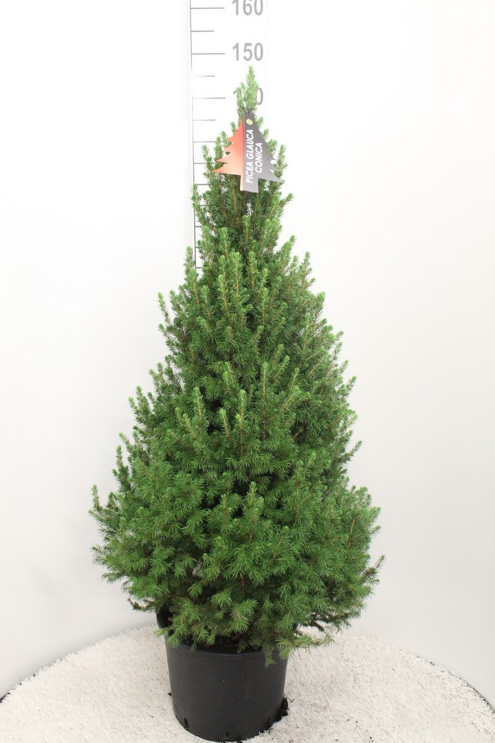Picea glauca 'Conica' M 60/70 cm plantmaat Picea glauca 'Conica' M 60/70 cm plantmaat
