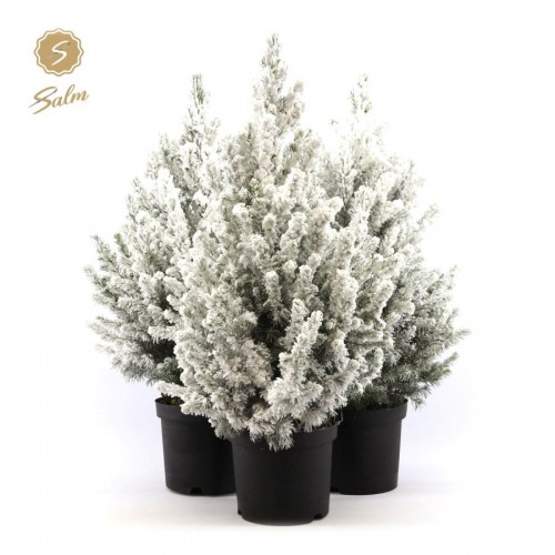 Picea glauca 'Conica' SNEEUW Picea glauca 'Conica' SNEEUW