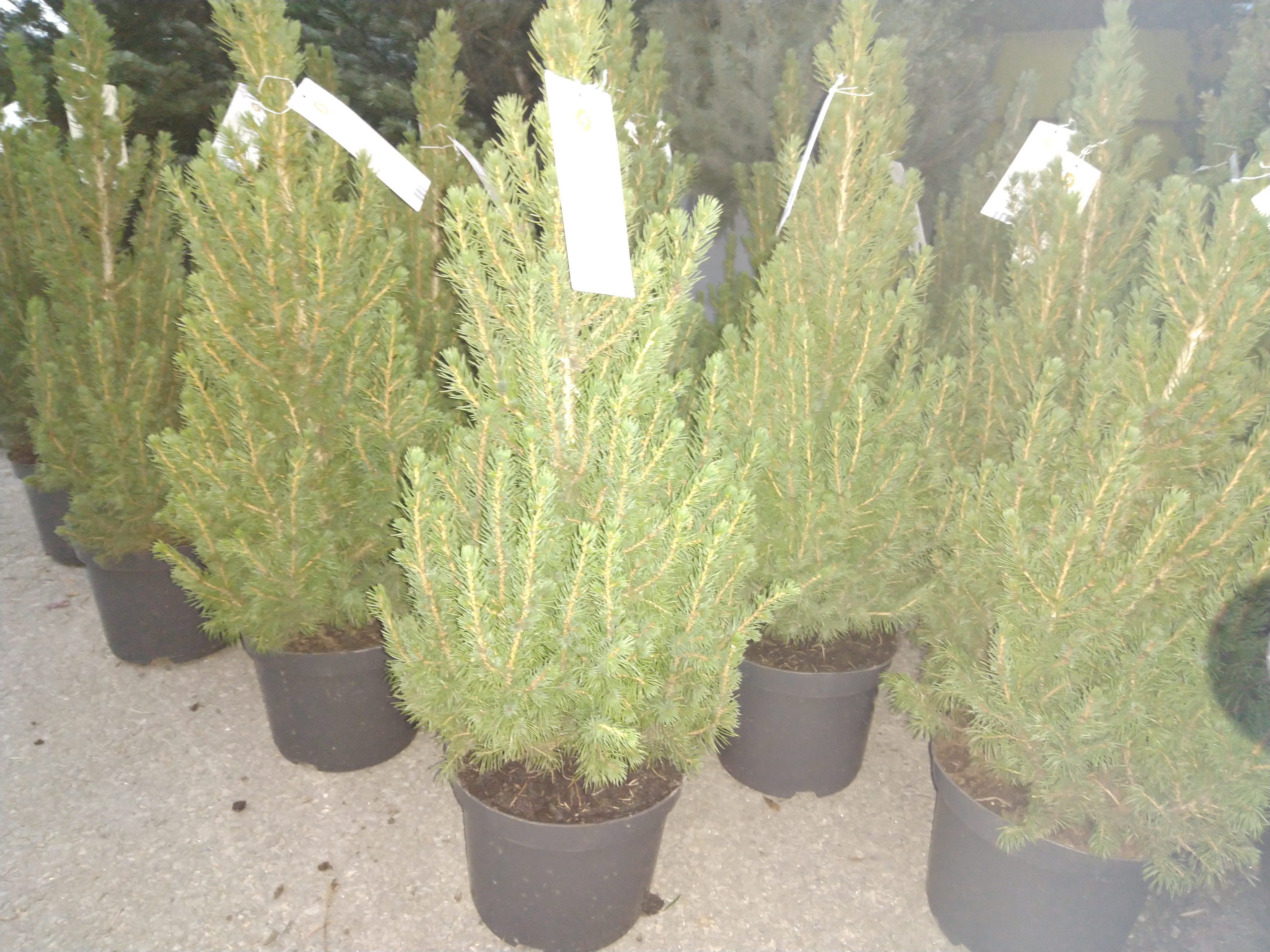 Picea glauca 'Conica December'