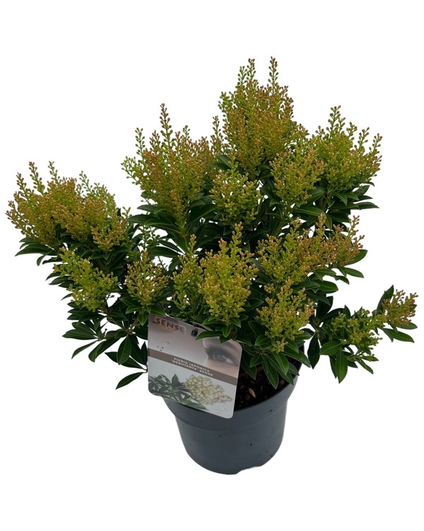 Pieris jap. 'Debutante'