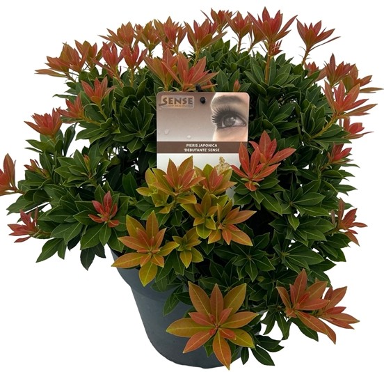 Pieris jap. 'Debutante'