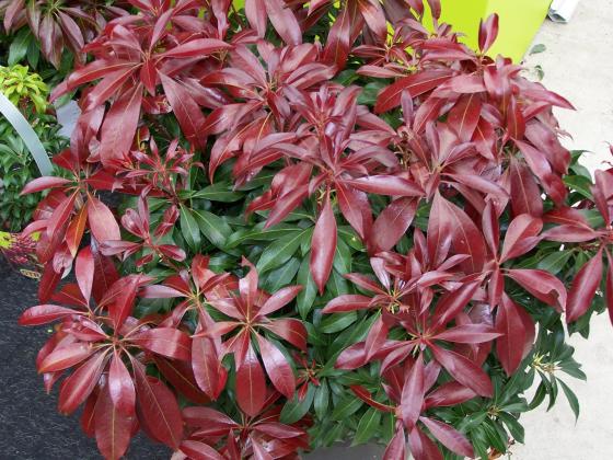 Pieris jap. 'Katsura' PBR
