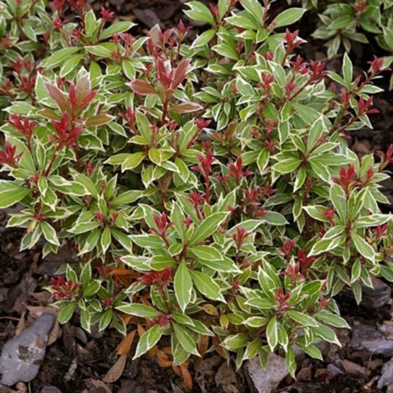 Pieris jap. 'Little Heath'