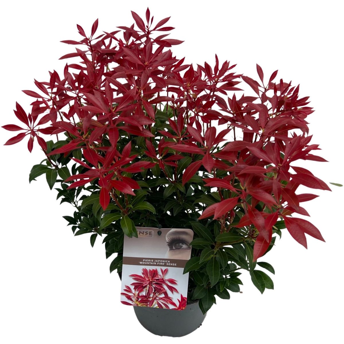Pieris jap. 'Mountain Fire'