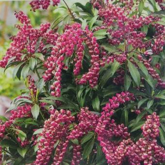 Pieris jap. 'Passion'® Pieris jap. 'Passion'®