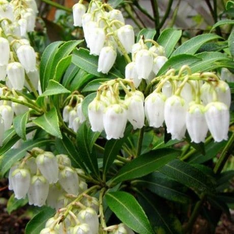 Pieris jap. 'Purity' Pieris jap. 'Purity'