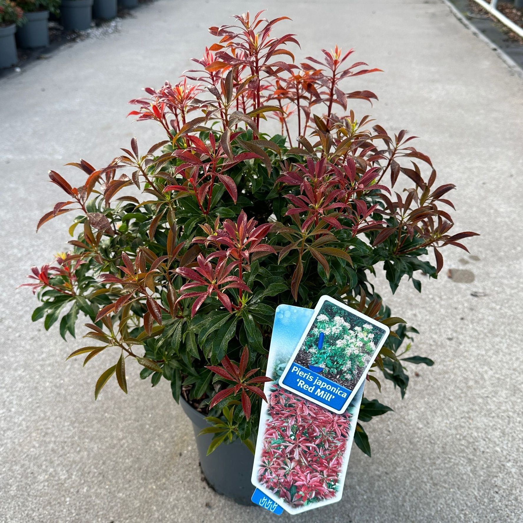 Pieris jap. 'Red Mill'