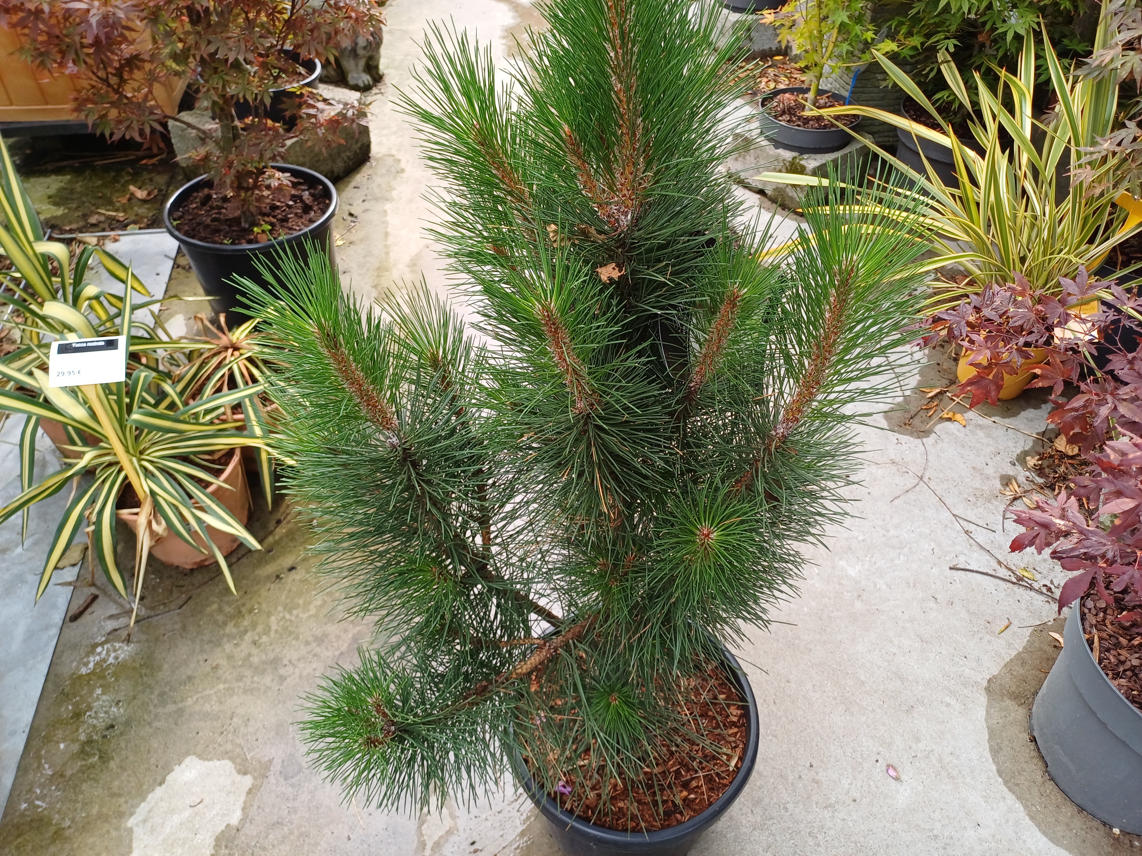 Pinus nigra 'Pyramidalis'