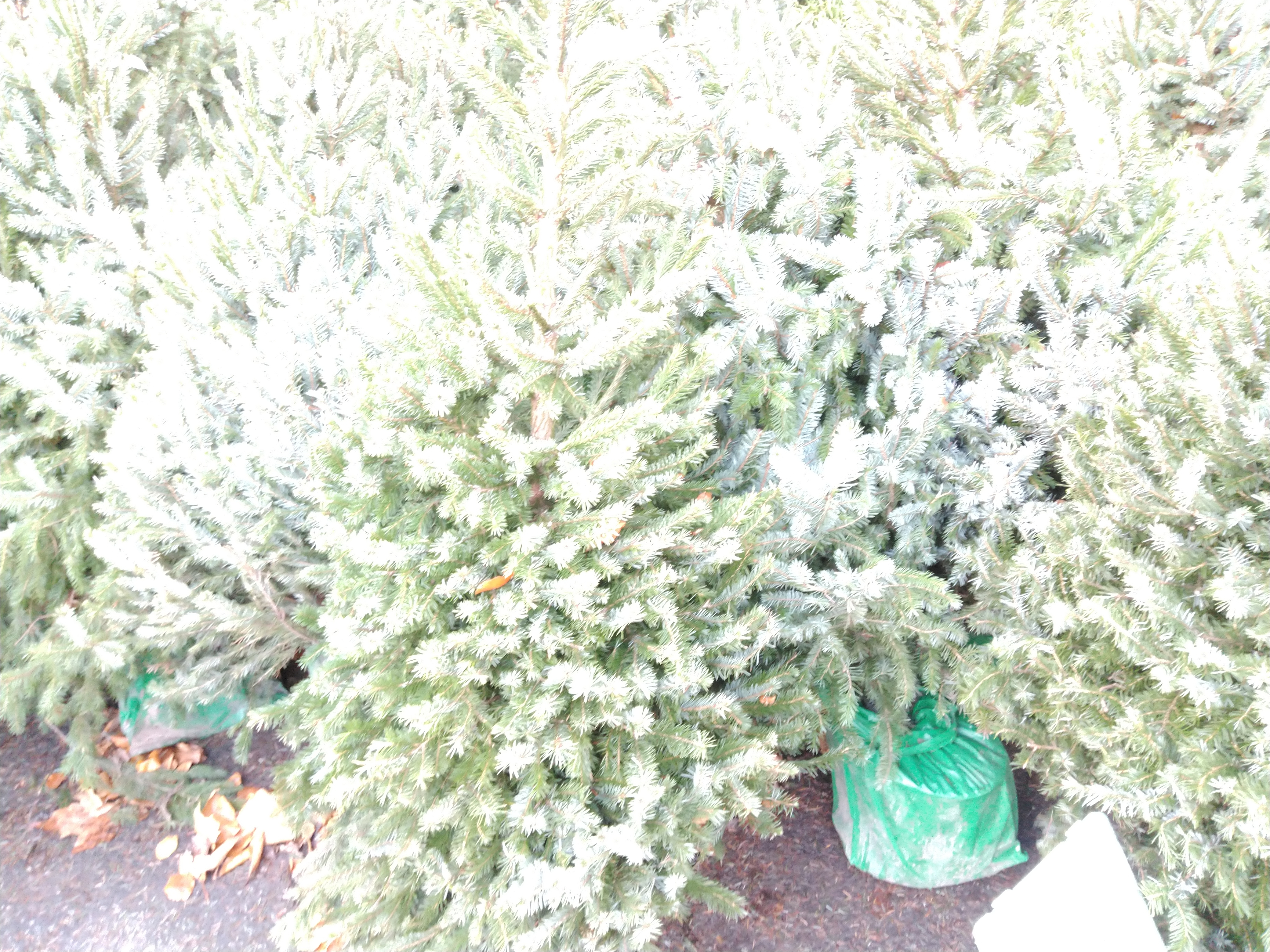Picea omorika 100/125 in pot Picea omorika 100/125 in pot
