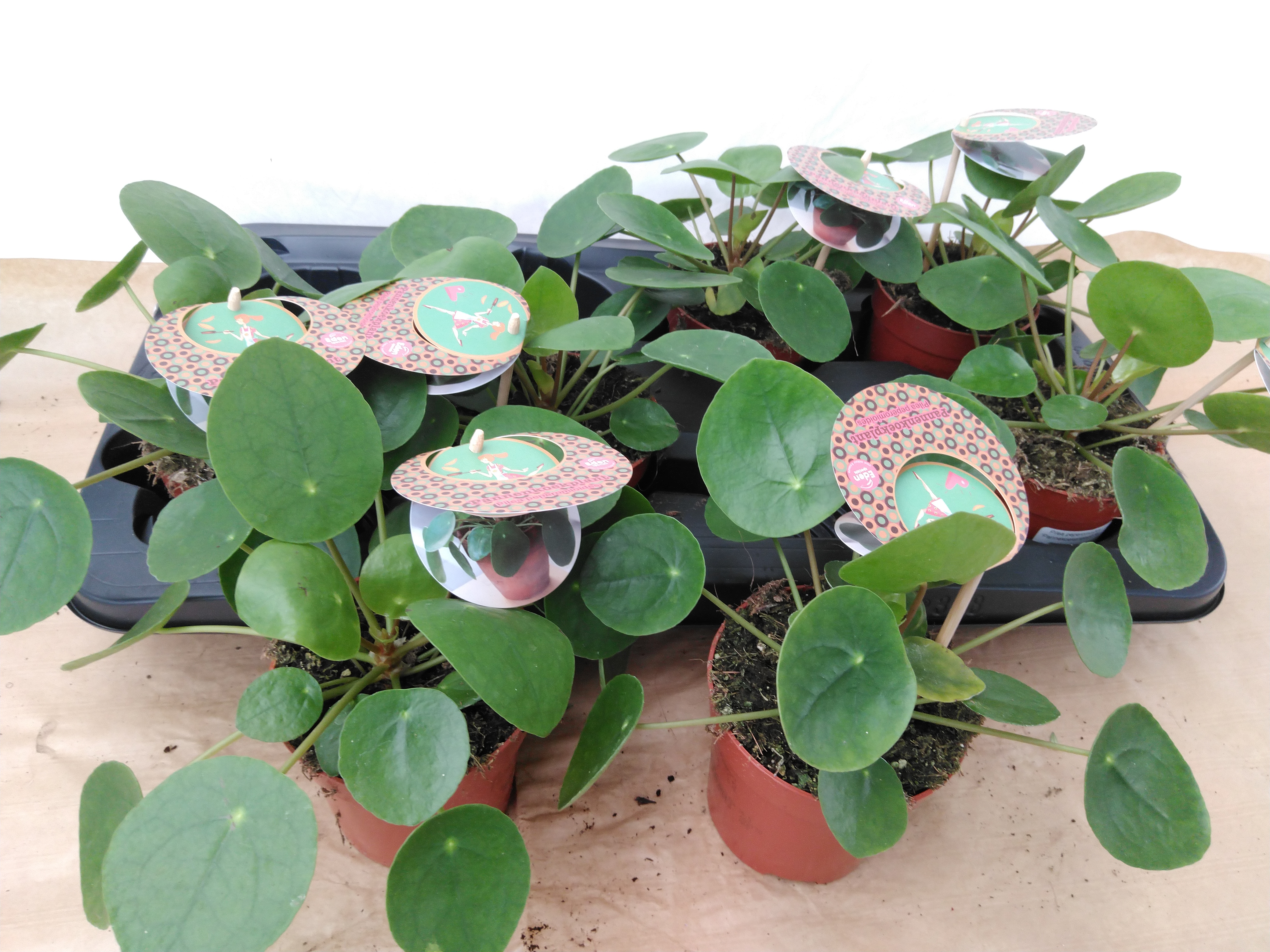 Pilea peperomoides 'Pannekoekenplant' NL Pilea peperomoides 'Pannekoekenplant' NL