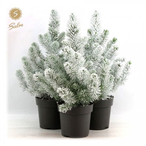 Pinus pinea 'Silver Crest'  met sneeuw
