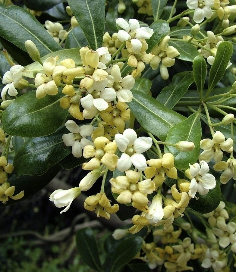 Pittosporum tob. 'Nanum' Pittosporum tob. 'Nanum'
