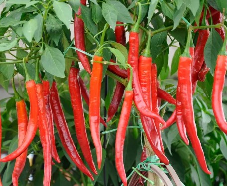 Spaanse Peper 'Cayenne'  - Piment d'Espagne 'Cayenne'