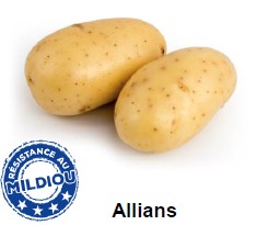 Plantaardappel ALLIANS 60 pl./clayette Plantaardappel ALLIANS 60 pl./clayette