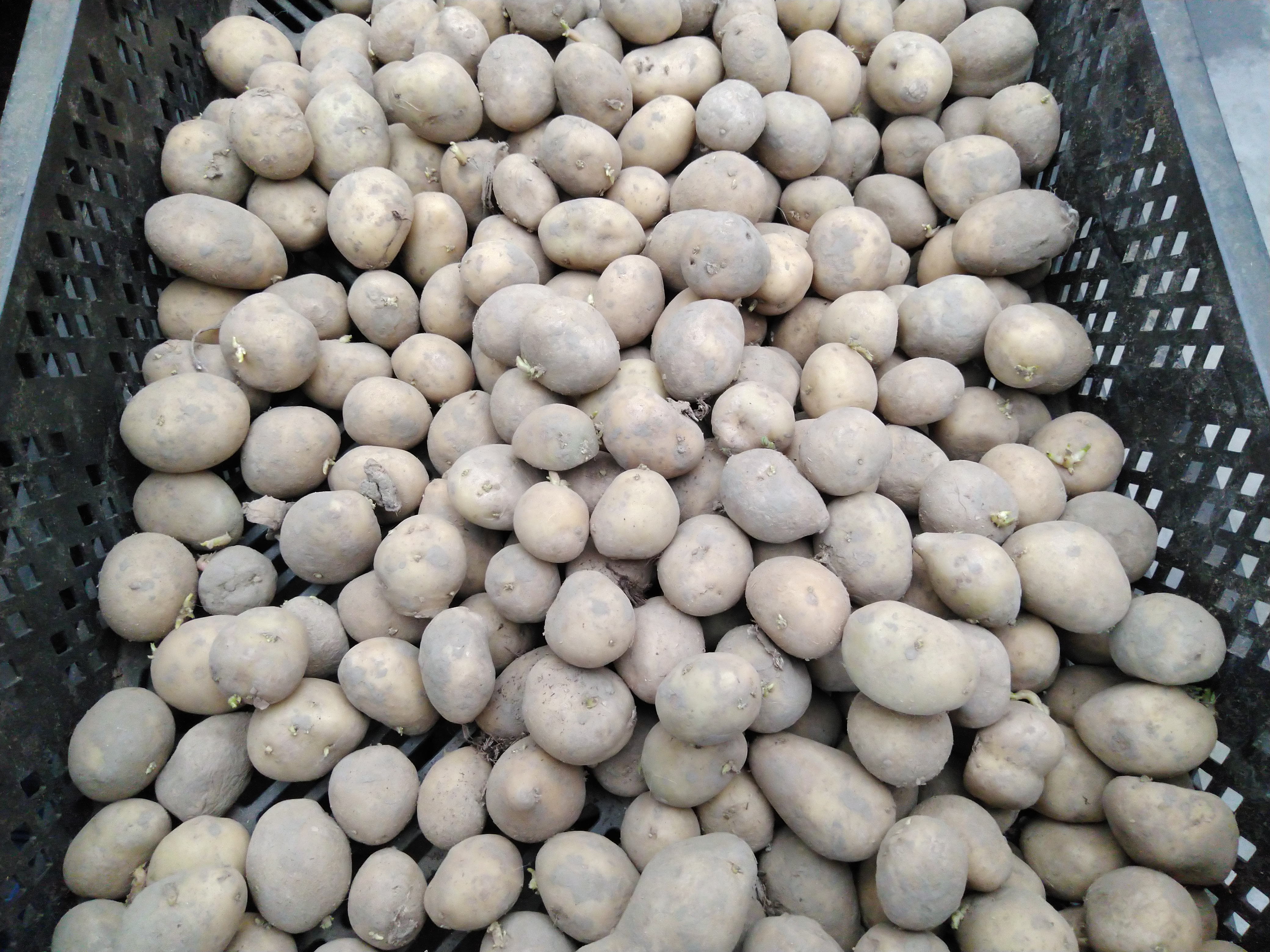 Plantaardappel Berber