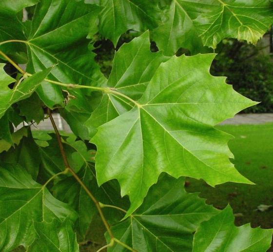 Platanus acerifolia Platanus acerifolia