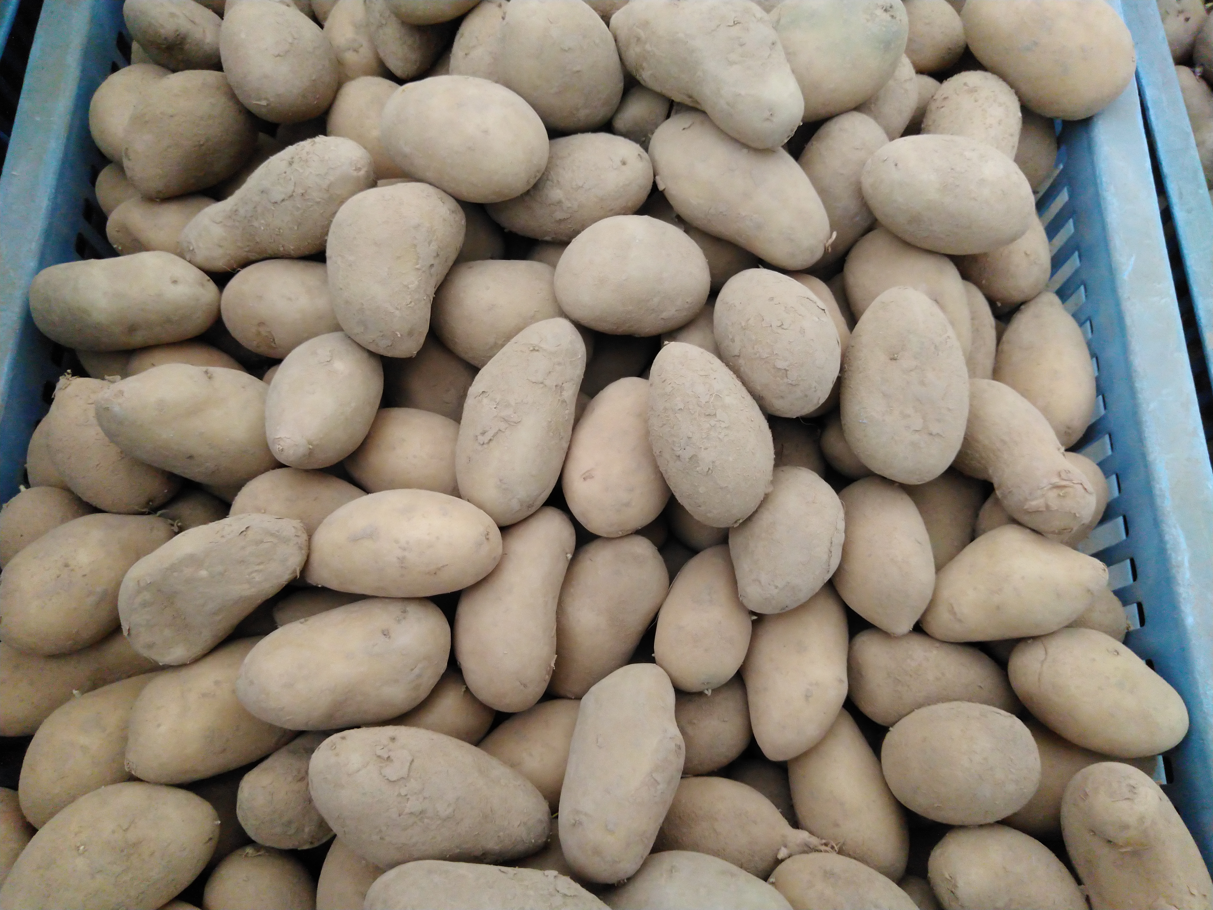 Plantaardappel Gourmandine Plantaardappel Gourmandine
