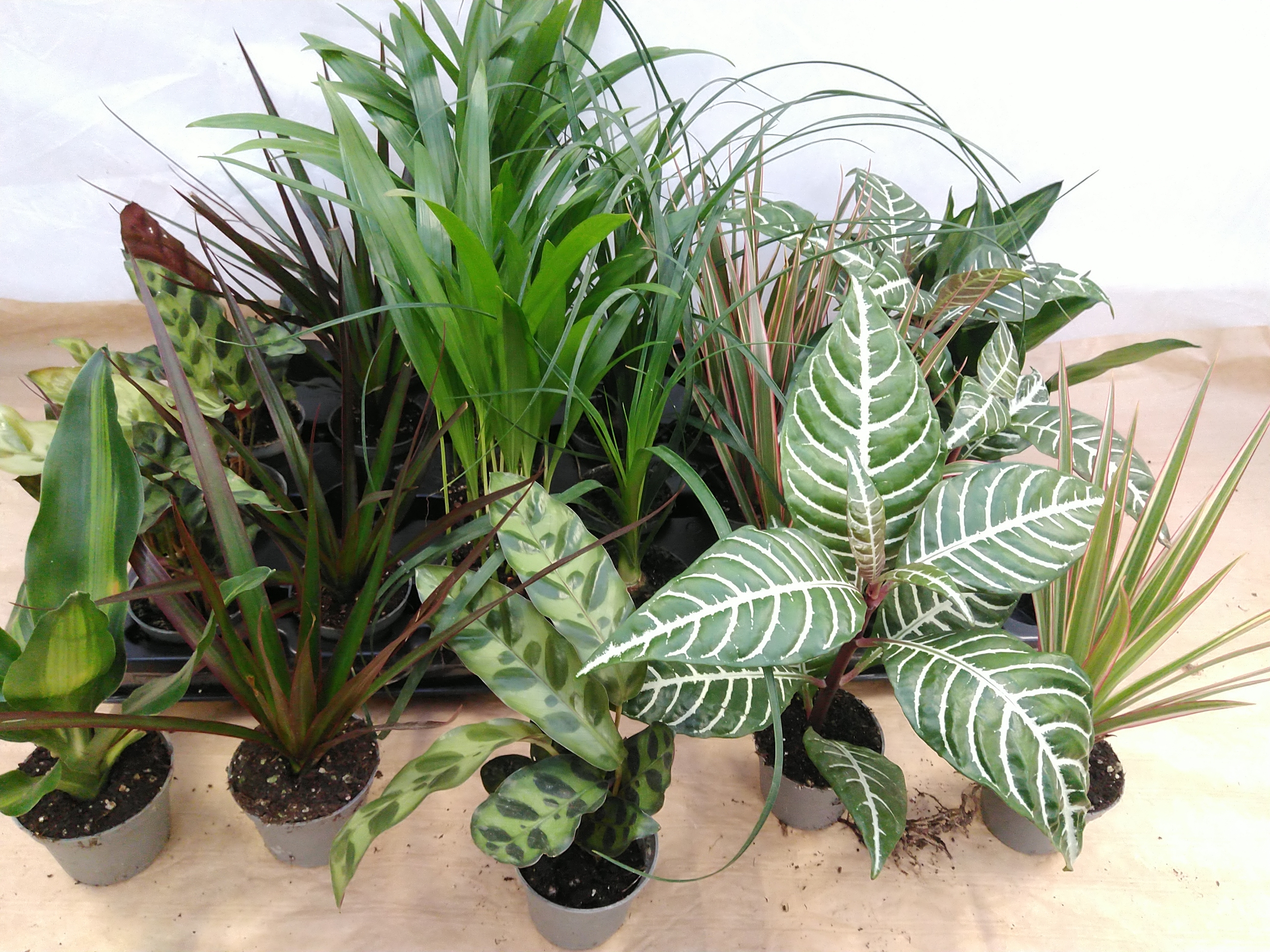 Plant Lundager mix Plant Lundager mix
