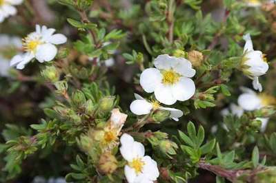 Potentilla frut. 'Abbotswood' Potentilla frut. 'Abbotswood'