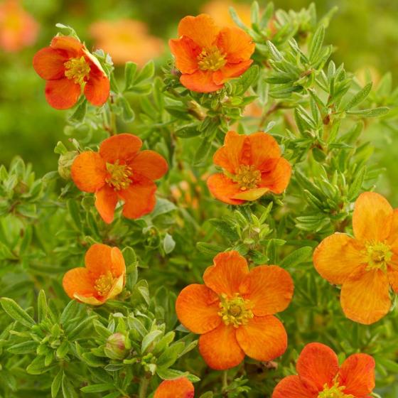 Potentilla frut. 'Bella Sol' ® Potentilla frut. 'Bella Sol' ®