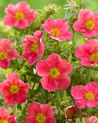 Potentilla frut. 'Danny Boy' ® Potentilla frut. 'Danny Boy' ®