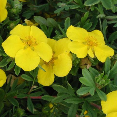 Potentilla frut. 'Goldteppich' Potentilla frut. 'Goldteppich'