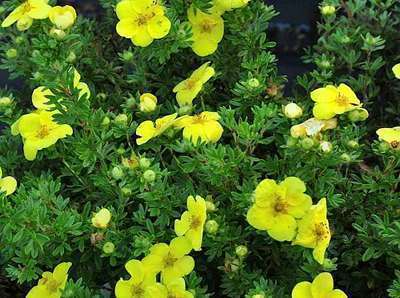 Potentilla frut. 'Kobold' Potentilla frut. 'Kobold'