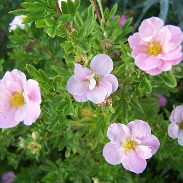 Potentilla frut. 'Lovely Pink' Potentilla frut. 'Lovely Pink'
