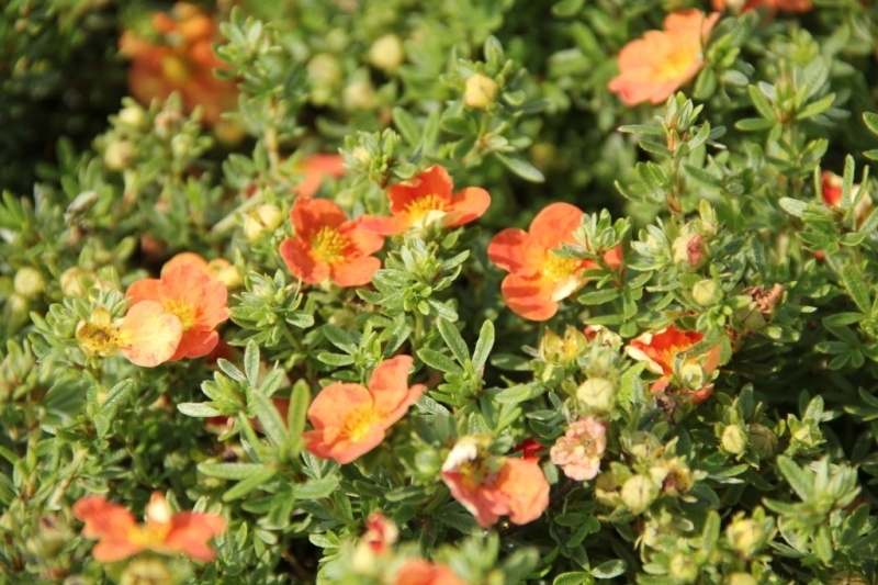 Potentilla frut. 'Red Ace' Potentilla frut. 'Red Ace'