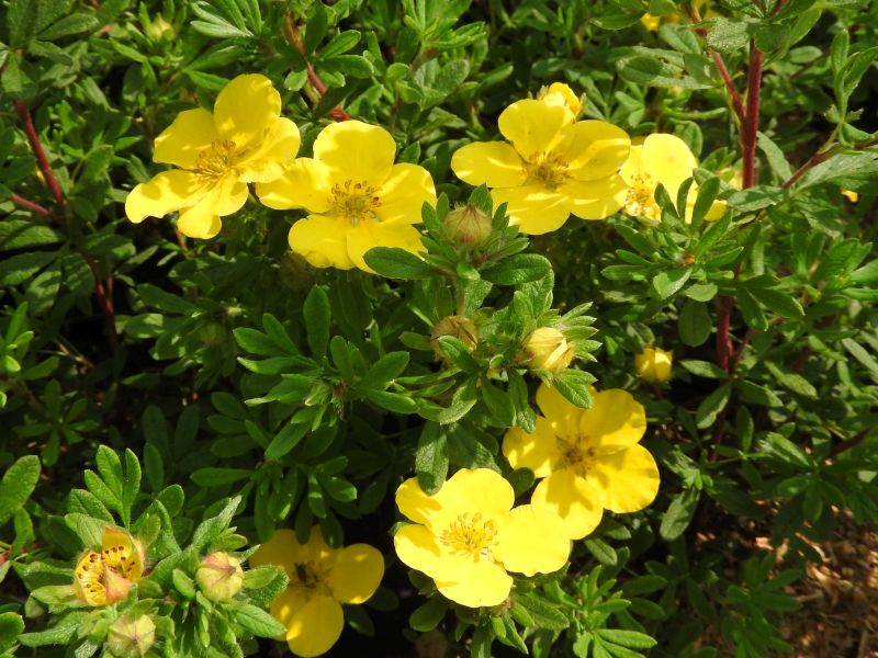 Potentilla frut. 'Sommerflor' Potentilla frut. 'Sommerflor'