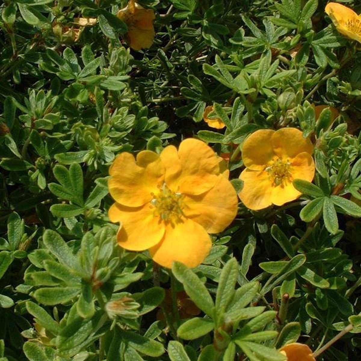 Potentilla frut. 'Tangerine Potentilla frut. 'Tangerine