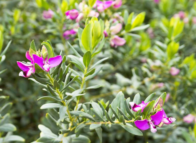 Polygala myrtifolia 'Safari Dreams'