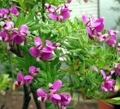 Polygala myrtifolia