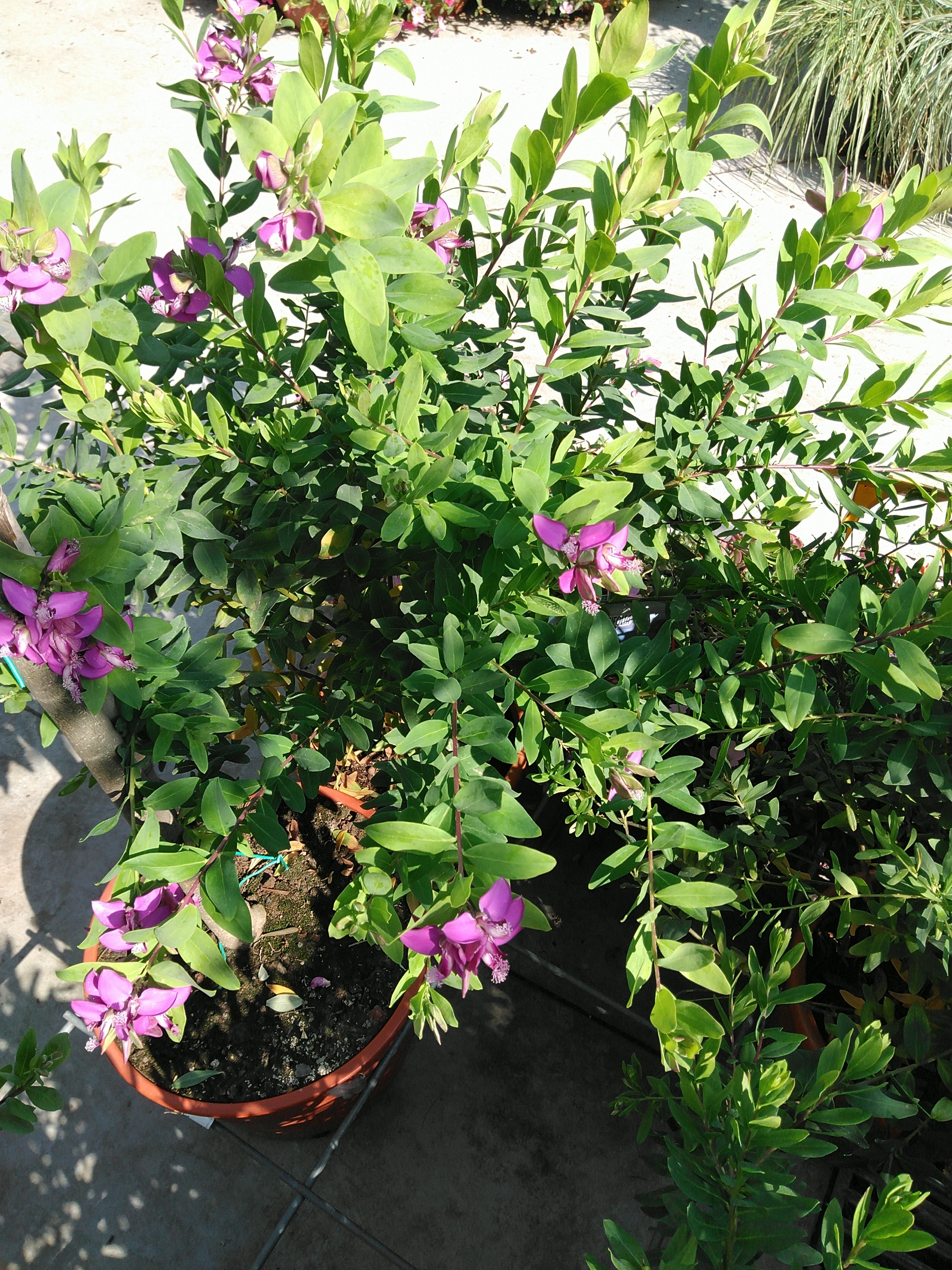 Polygala myrtifolia Polygala struik