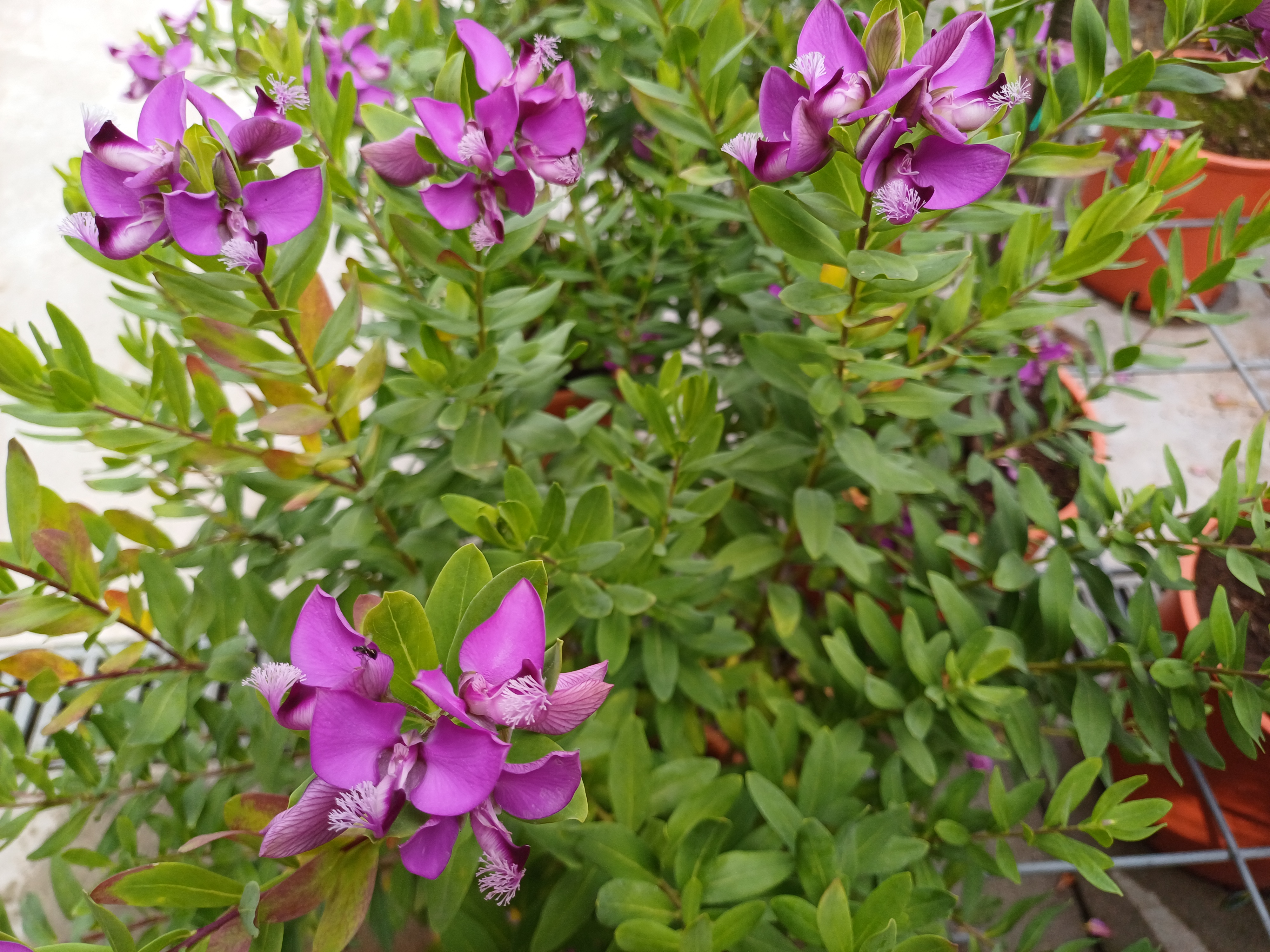 Polygala myrtifolia Polygala struik