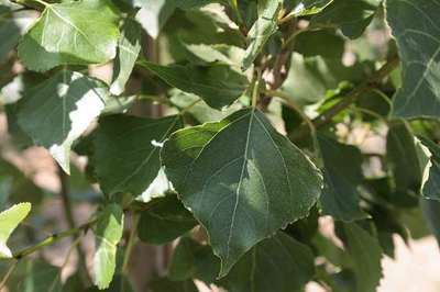 Populus nigra 'Italica'