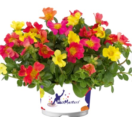 Portulaca oleracea 'Mixmaster mix' Portulaca oleracea 'Mixmaster mix'