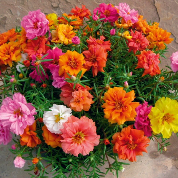 Portulaca dubbelbl. - double Portulaca dubbelbl. - double