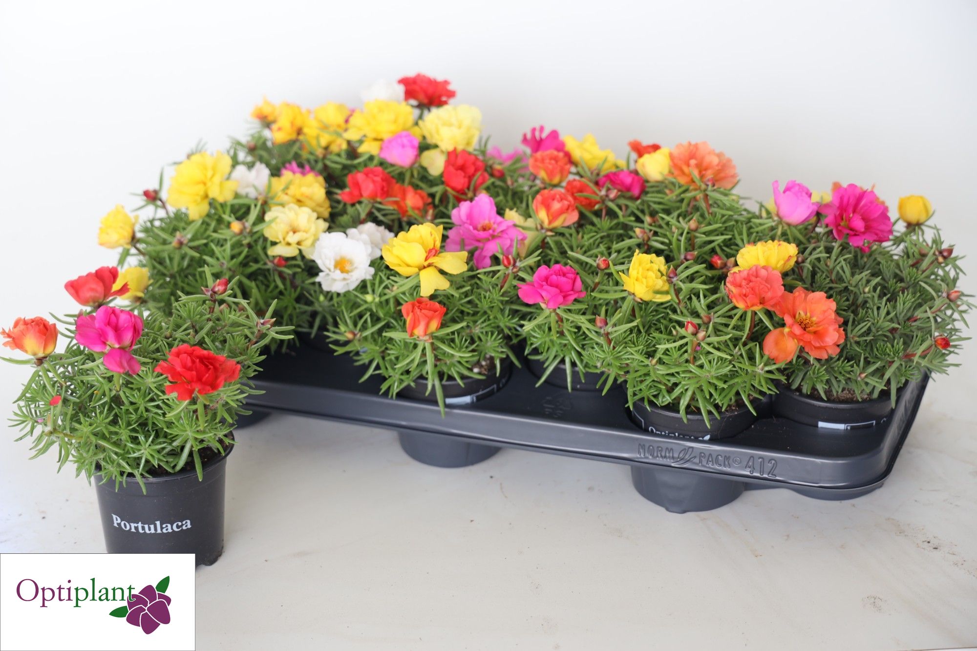 Portulaca  mix  P 9 cm