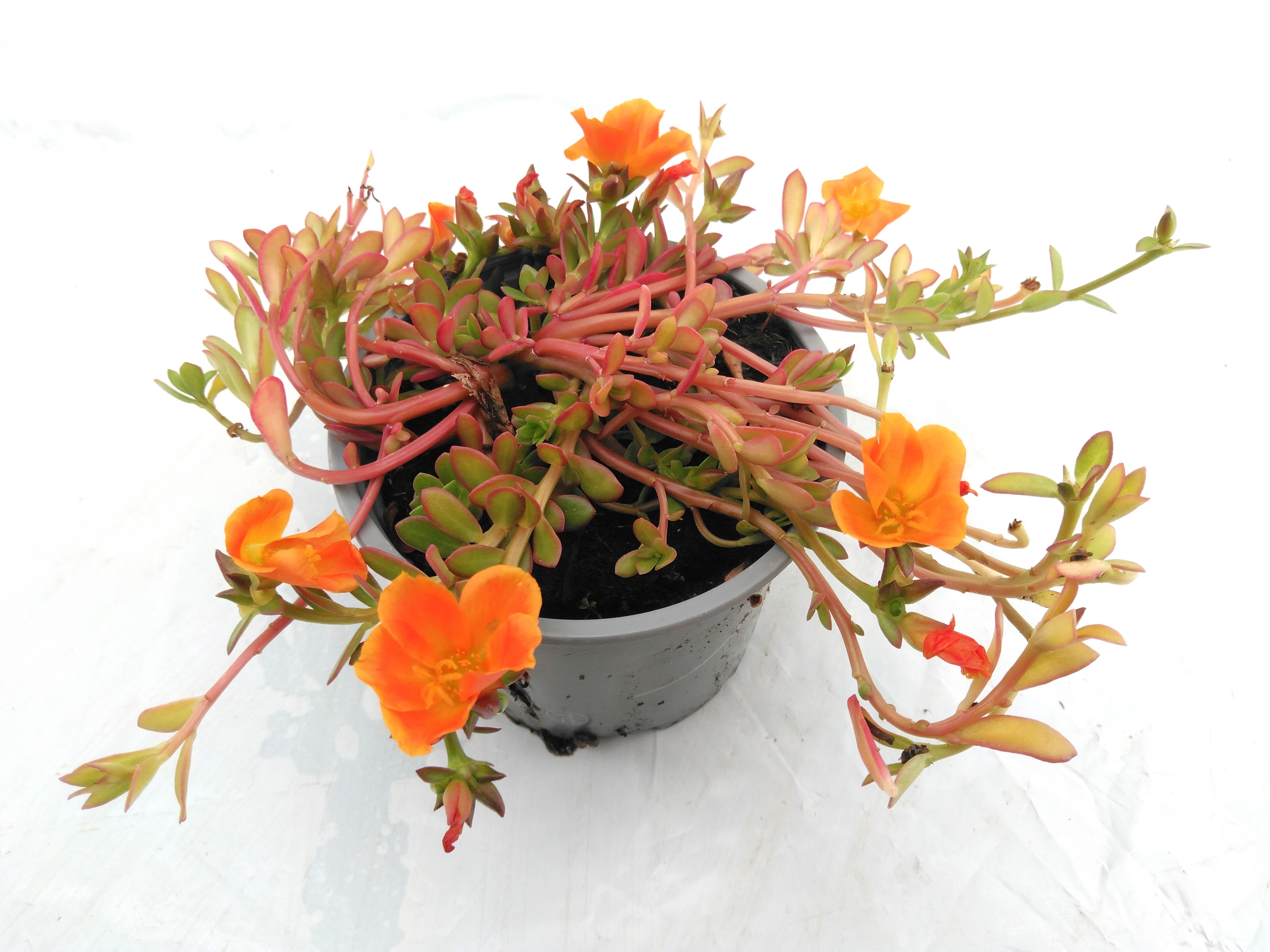 Portulaca in kleuren / en couleurs