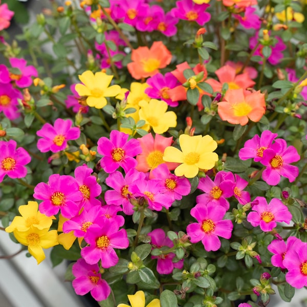 Portulaca in kleuren / en couleurs