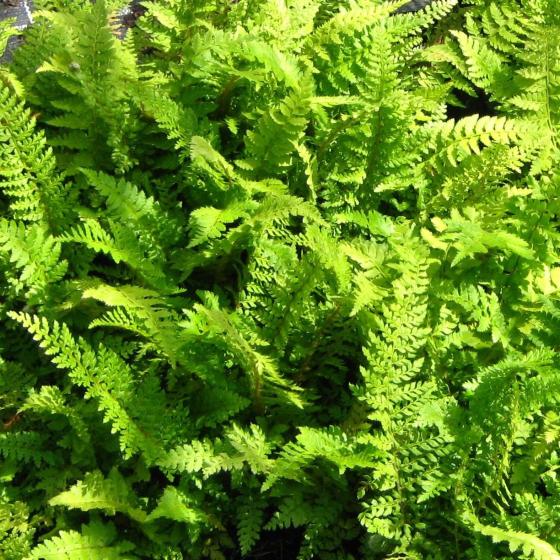 Polystichum s. 'Proliferum' Polystichum s. 'Proliferum'