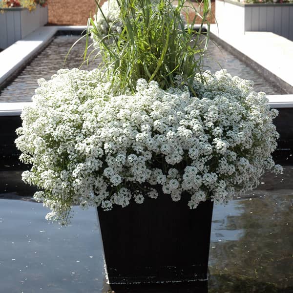 Alyssum - Lobularia   /    wit - blanc