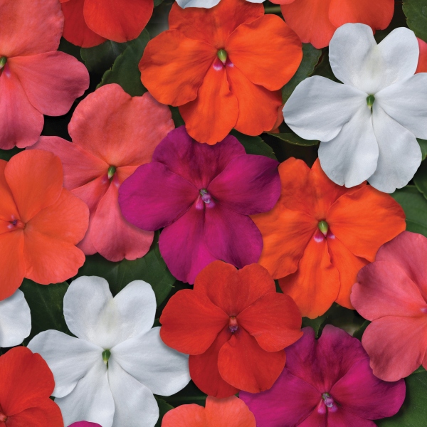 Impatiens - Vlijtig Liesje in kleuren / en couleurs Impatiens - Vlijtig Liesje in kleuren / en couleurs